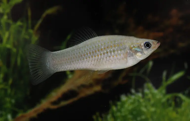 Amazon molly розмножується шляхом клонування – науковці виявили рибу, яка маніпулює еволюційними процесами. 1