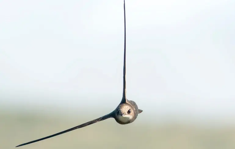 Чому птахи перетинають територію України - як функціонує квантова навігація під час їхнього міграційного польоту. 6