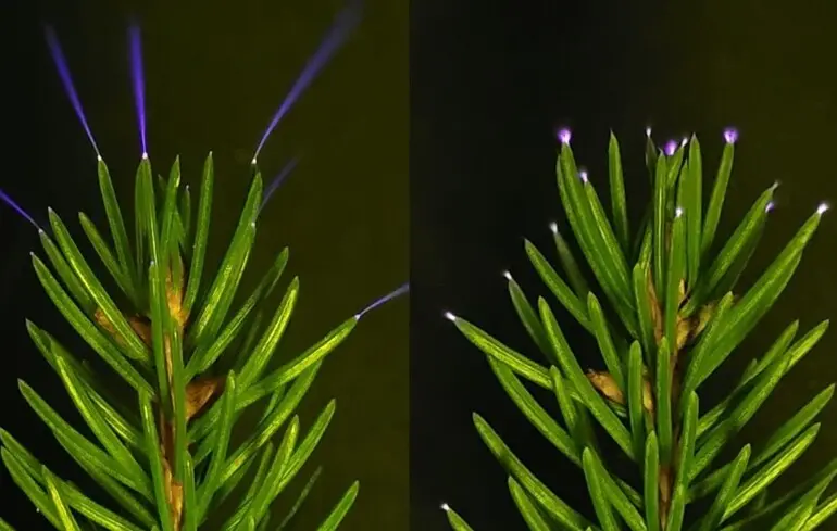 Дерева випромінюють світло під час грози – науковці вперше зафіксували це незвичайне явище – фото. 1