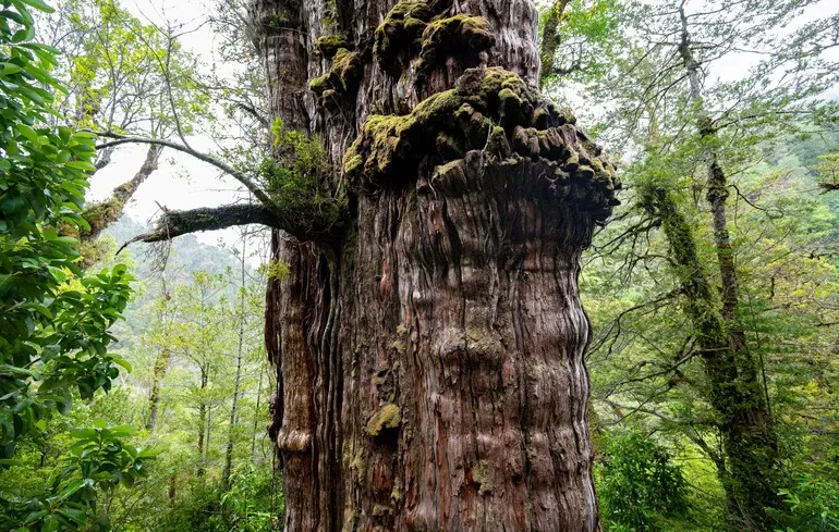Дослідники виявили сотні нових видів грибів, які приховані під землею стародавніх дерев Fitzroya cupressoides. 1