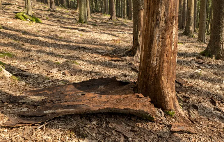 Дослідники зафіксували, що найбільша кількість рослин на планеті зростає в певних регіонах, а також відзначили прискорення зміщення цього явища після 2010 року. 1