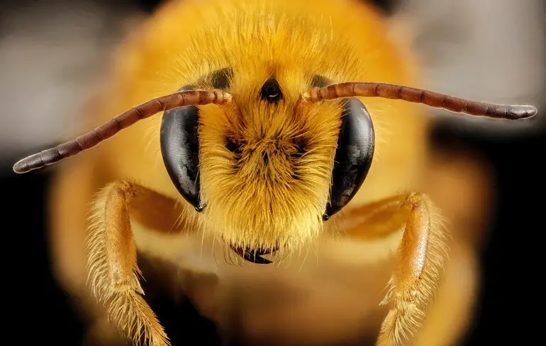 Королеви джмелів здатні дихати під водою протягом до тижня. Це відкриття було зроблено дослідниками під час вивчення зимової діапаузи цих комах. 1
