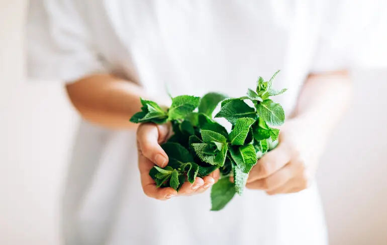 М’ята викликає відчуття холоду завдяки механізму дії рецептора TRPM8. Нещодавно було розкрито, як саме цей рецептор функціонує. 1