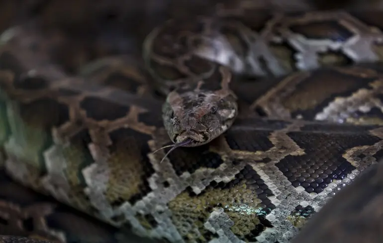 Молекула, виявлена в крові пітона, має потенціал стати основою для створення ліків проти ожиріння, що може стати альтернативою таким препаратам, як Wegovy. 1