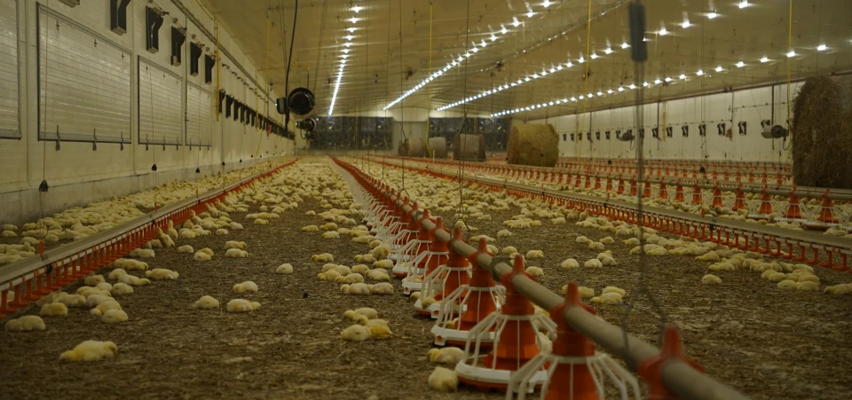 У Волинській області було запущено 20 сучасних пташників компанії Avesterra Group. 4