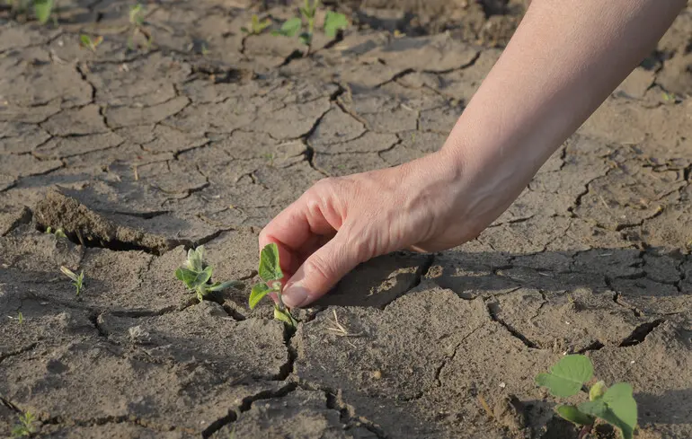 Посушливі умови сприяють розвитку у бактерій стійкості до антибіотиків, що є негативним фактором. 1