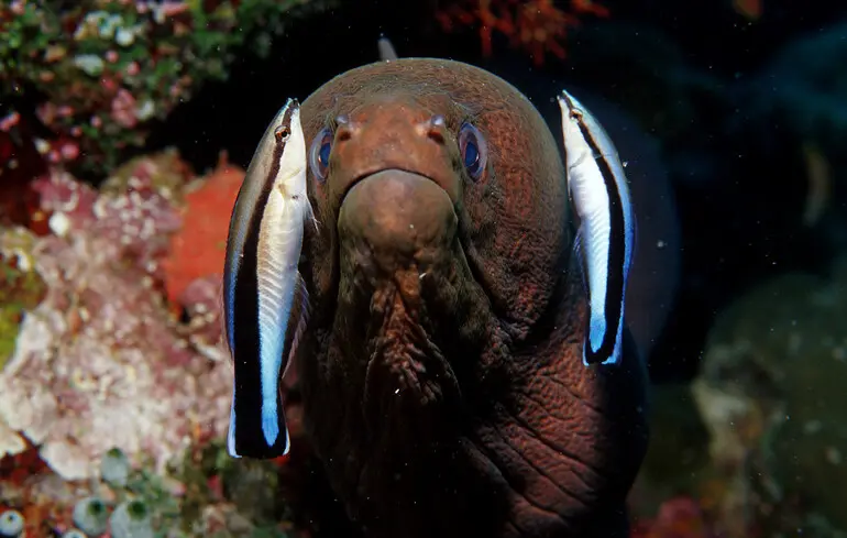 Риба успішно пройшла дзеркальний тест на самосвідомість, згідно з новим дослідженням Осацького метрополітенського університету. 1