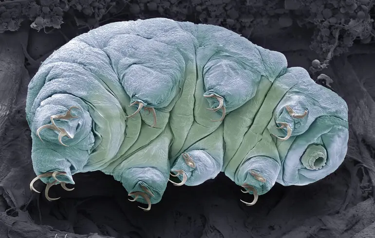 Тихоходки можуть існувати в марсіанському ґрунті лише за однієї умови - що виявили науковці. 1