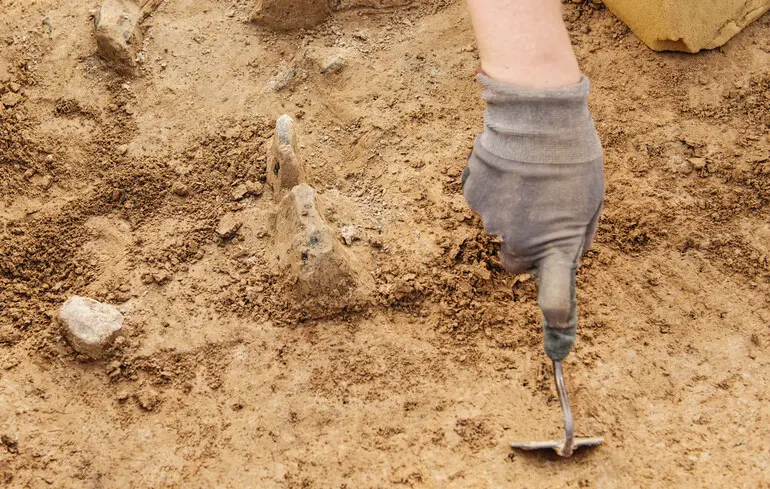 У Німеччині виявили череп тура, якому близько 10 500 років, на стовпі. Археологи провели дослідження найстарішої кремаційної могили. 1