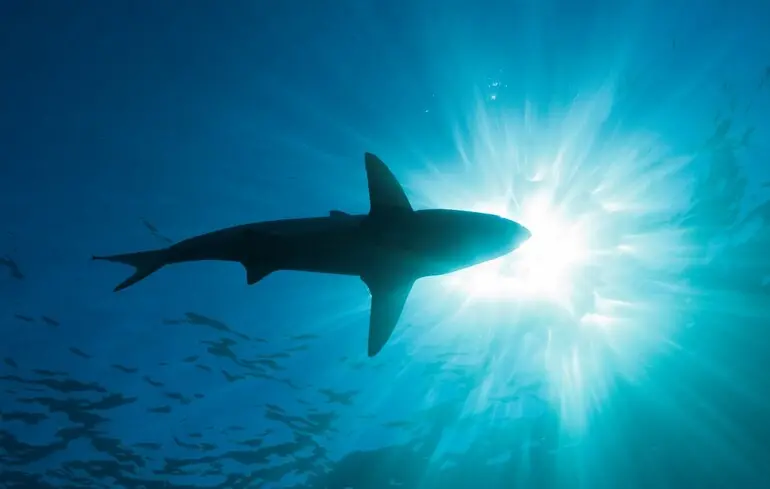 У тілах акул, що були виявлені на Багамах, виявлено кокаїн. Які причини його появи та які наслідки це може мати? 1