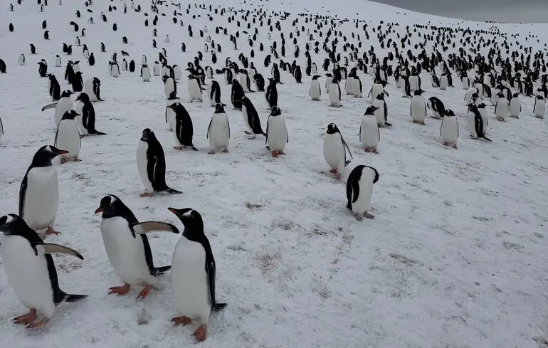 Українські полярники продемонстрували, як відбувається підрахунок пінгвінів на станції Академік Вернадський. 1
