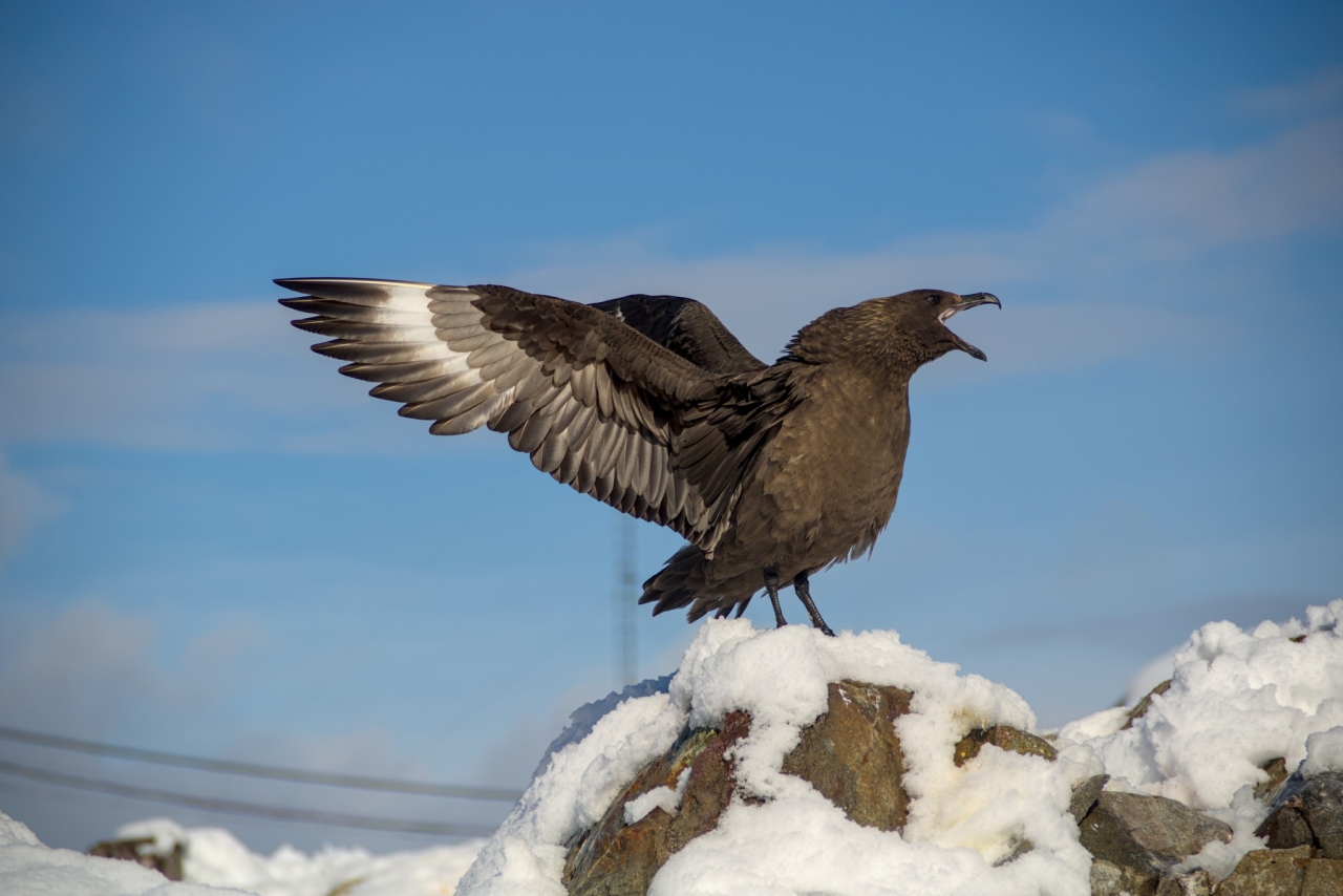 Українські полярники встановили рекорд на WikiScience Contest - антарктичні фото взяли три перших місця - новини науки 3