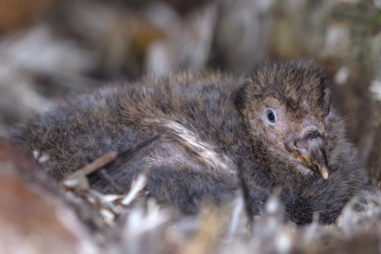 Українські полярники встановили рекорд на WikiScience Contest - антарктичні фото взяли три перших місця - новини науки 4