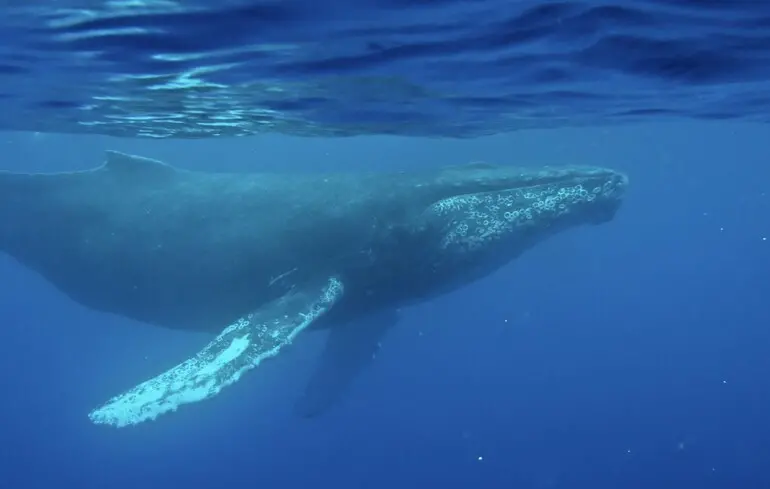Вчені виявили найдавніший запис мелодії горбатого кита, що дозволяє почути, як звучать пісні цих морських ссавців. Запис доступний для прослуховування онлайн. 1
