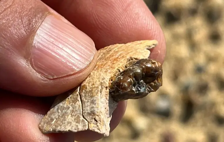 Вчені зробили несподіване відкриття в Єгипті, де було виявлено місце проживання спільного предка людей і мавп. 1