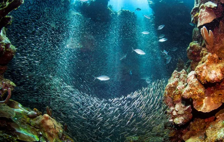 Великий каньйон в Атлантичному океані: дослідники пояснили його походження. 1