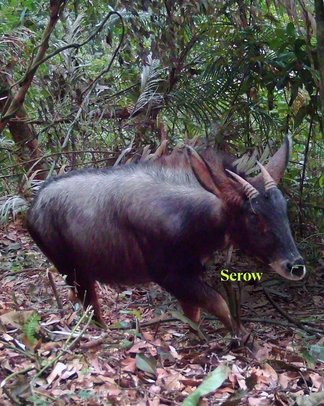 Зафіксовано одного з найунікальніших кроликів у світі - смугасту істоту виявили в горах Південно-Східної Азії. 3