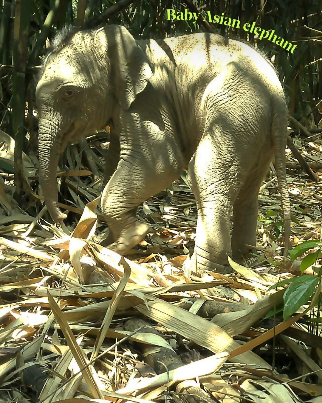 Зафіксовано одного з найунікальніших кроликів у світі - смугасту істоту виявили в горах Південно-Східної Азії. 5