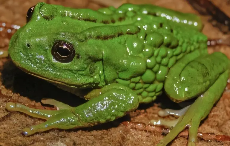 У Перу виявили новий вид жаб, які розміщують свої яйця на спині. 1
