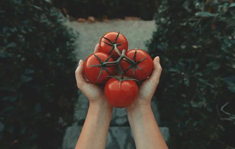 Ціни на томати в Україні 2026 – як змінилися, скільки коштує цей продукт – новини України Ціни на томати в Україні 2026 – як змінилися, скільки коштує цей продукт – новини України 1