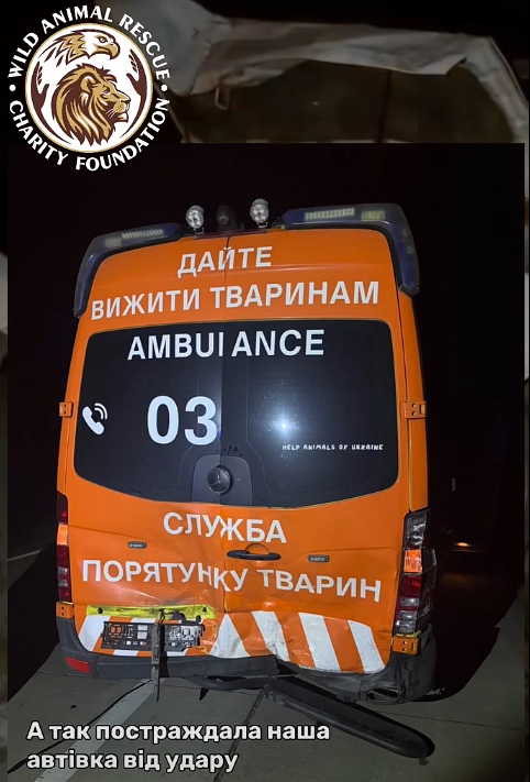 Олень Борис із Заречного потрапив у друге ДТП, прямувавши до Києва. 4