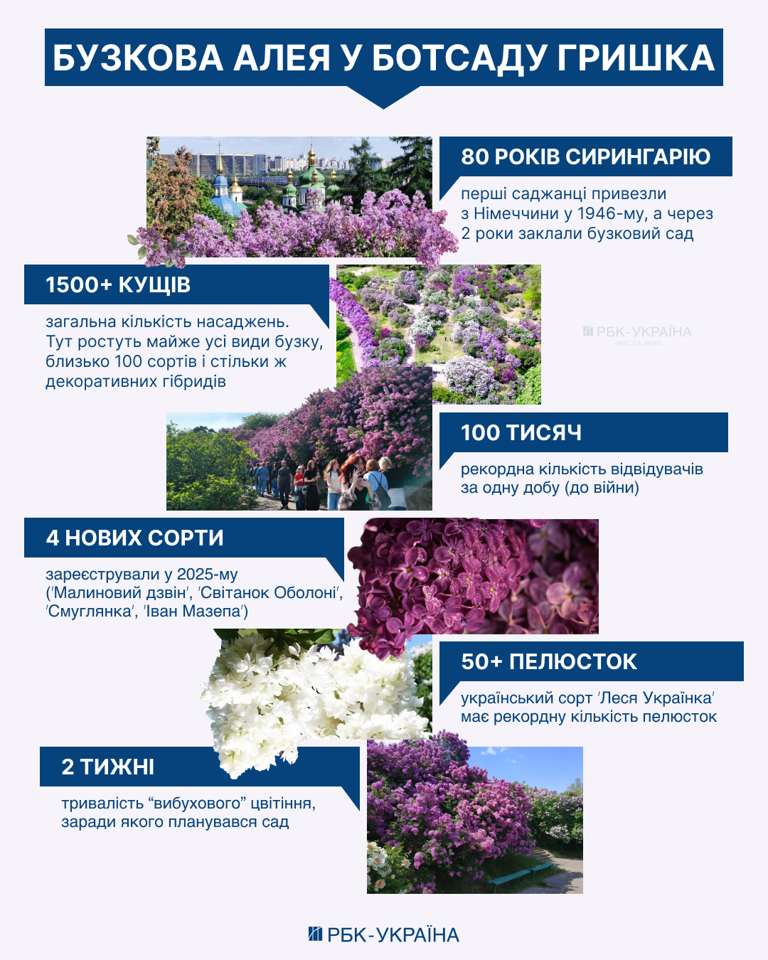 Сирень "Леся Українка" в Ботанічному саду імені Гришка в Києві - чим відрізняється цей сорт, фотографії. 5
