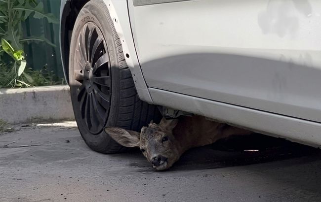 Атака на Київ 2 червня - поранений олененя сховалося під автомобілем від вибухів - відео. 1