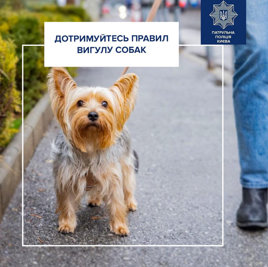 Правила вигулу собак в Україні - з якого віку дитина може гуляти, що заборонено. 2