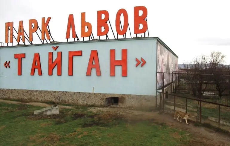 Смерть у парку левів Тайган – з'явилися шокуючі подробиці – новини Криму 1